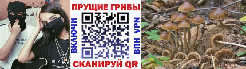 цена   kraken как войти  Псилоцибиновые грибы Cubensis  Фёдоровский 